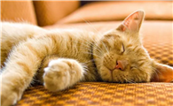 猫知道自己长得可爱吗?真相让你大吃一惊