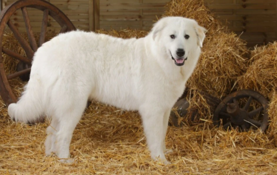 好奇,大白熊犬犬瘟热怎么办? 好奇,大白熊犬犬瘟热怎么办?