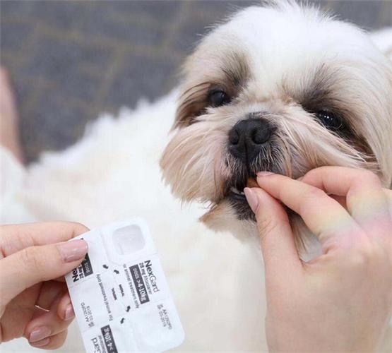 给狗狗怎么体内驱虫