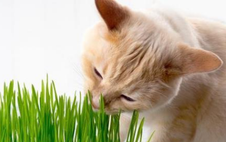 种猫草有什么用 种猫草有什么用