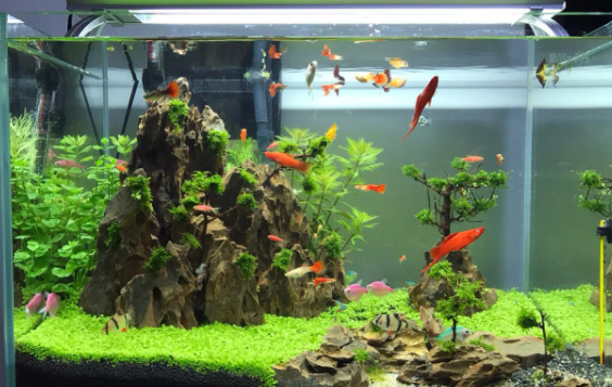 鱼缸水草发黄的解决办法