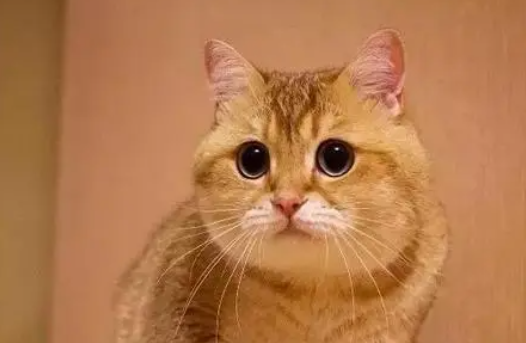 橘猫眼睛大被弃,2年没人要,如今火遍全网 橘猫眼睛大被弃,2年没人要,如今火遍全网
