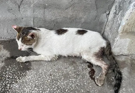 流浪猫路边求助，可惜谁都不肯帮忙，直到一个纸箱的出现……