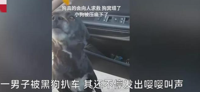一男子把车停在路边，万万没想到，遇狗扒车门
