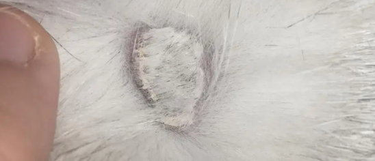 猫肚子一侧有硬块是什么原因导致的？