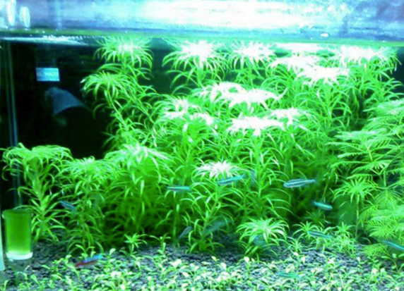 鱼缸种水草的利弊
