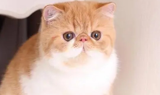 买一只加菲猫要多少钱