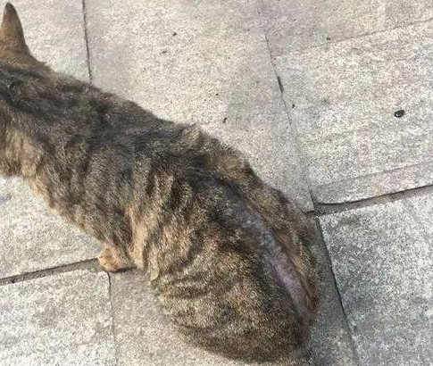 投喂了50天的流浪猫,结果发现是邻居家的 投喂了50天的流浪猫,结果发现是邻居家的