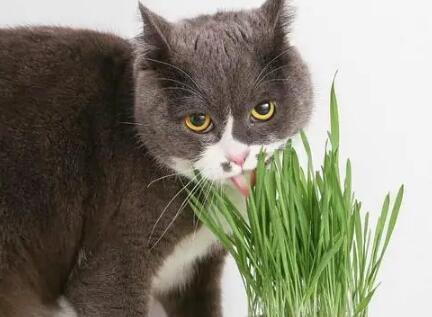 猫草吃多少合适 猫草吃多少合适