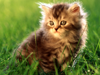 养猫须知，猫咪吃猫罐头吐了是怎么回事？