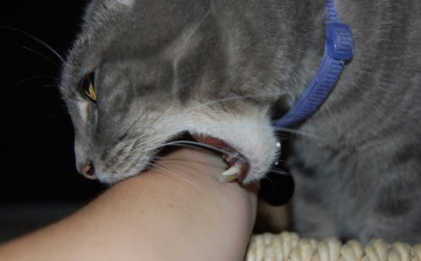 来说说猫咪咬脚是为什么吧! 来说说猫咪咬脚是为什么吧!