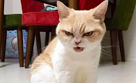 猫生气了怎么哄?可以试试这些方法