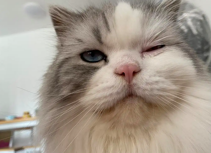 猫冠状病毒怎么杀死？一定要来了解一下哦！