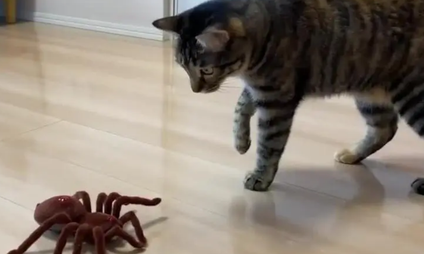 猫咪为什么喜欢吃蜘蛛 猫咪为什么喜欢吃蜘蛛