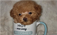 茶杯犬是什么犬种