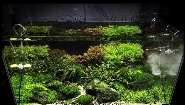 鱼缸里的水草怎么消毒