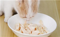 猫可以吃鸡胸肉吗？注意事项有哪些？