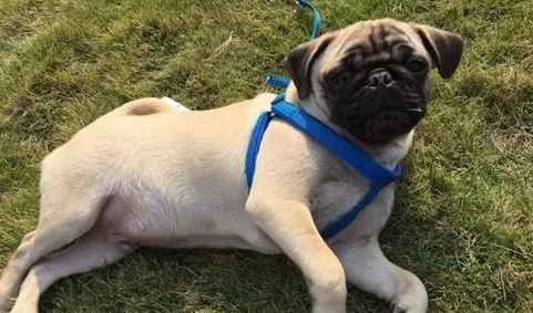 巴哥犬耳朵怎么清理？主人一定要知道