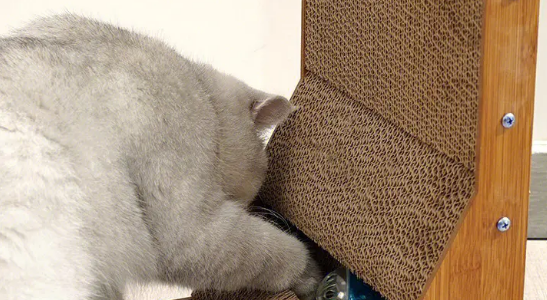 猫为什么需要用猫抓板?猫抓板的作用是什么? 猫为什么需要用猫抓板?猫抓板的作用是什么?
