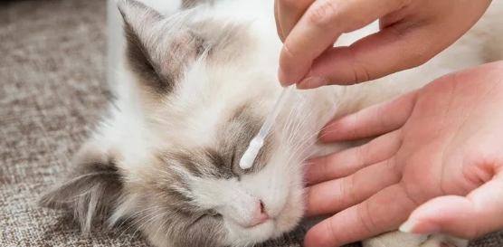 狗的滴眼液猫能用吗