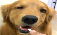 幼犬感冒应该吃什么药好
