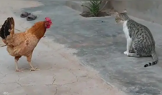 一文告诉你,猫为什么打不过鸡? 一文告诉你,猫为什么打不过鸡?
