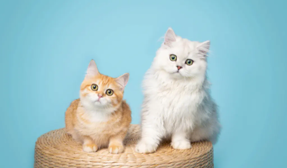 养宠科普：猫咪摇尾巴的原因有哪些？