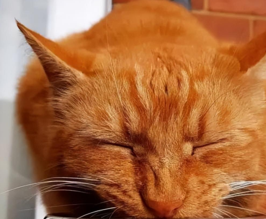 猫不吃鱼？大橘猫看见搁浅鱼群，像富人对钱没兴趣