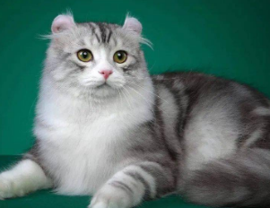 美国卷耳猫猫粮怎么选?来get下吧 美国卷耳猫猫粮怎么选?来get下吧
