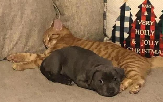 被弃橘猫徒步64公里寻回原主人却遭拒