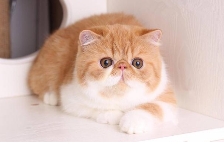 加菲猫为什么会发抖?主人来看看吧 加菲猫为什么会发抖?主人来看看吧