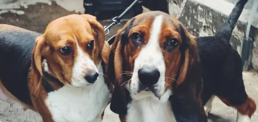 巴吉度犬为什么被禁养?原因如下 巴吉度犬为什么被禁养?原因如下