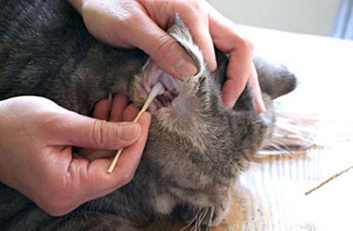 宠物医院治疗猫耳螨多少钱 宠物医院治疗猫耳螨多少钱