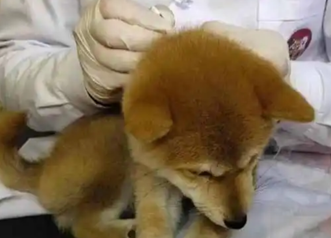 幼犬体外驱虫多大开始
