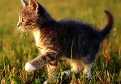 养宠小知识:猫为什么眼睛会发光? 养宠小知识:猫为什么眼睛会发光?