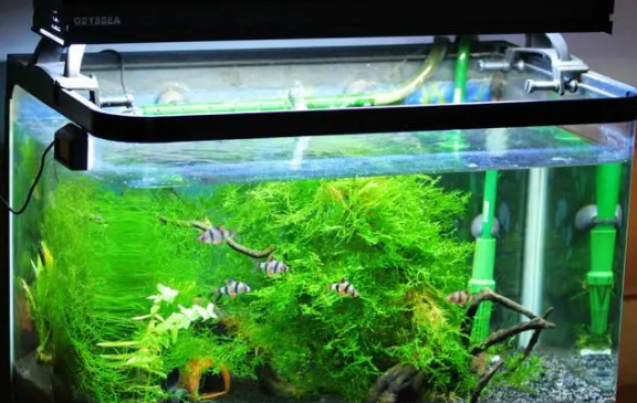 水草缸水草怎么种