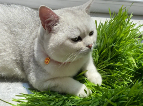 天然猫草有哪些 天然猫草有哪些