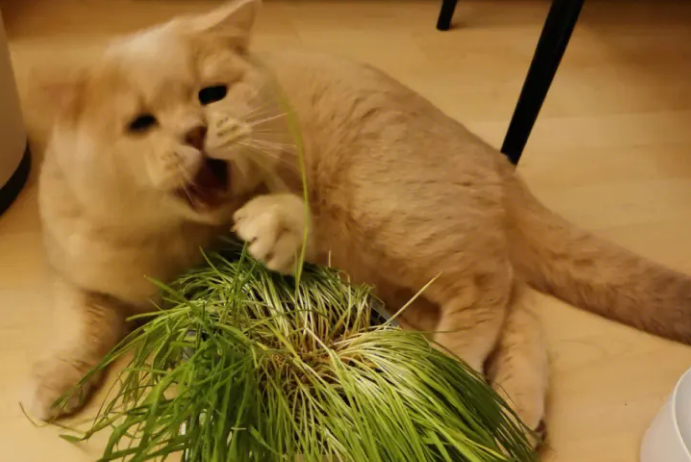 怎么简单种猫草 怎么简单种猫草