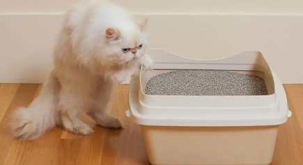 猫没有猫砂能憋多久？可以来看看！
