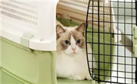 猫咪航空箱怎么用