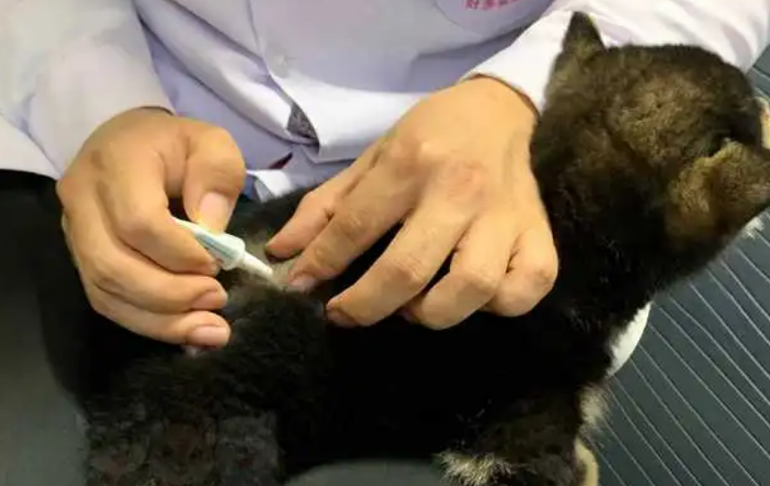 狗狗只体外驱虫可以吗