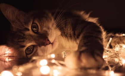 猫咪喜欢灯光还是黑暗?一起来瞧瞧 猫咪喜欢灯光还是黑暗?一起来瞧瞧