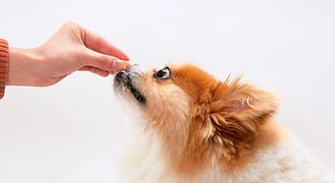 给狗狗驱虫多少钱