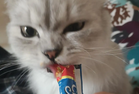 猫咪需要吃猫条吗