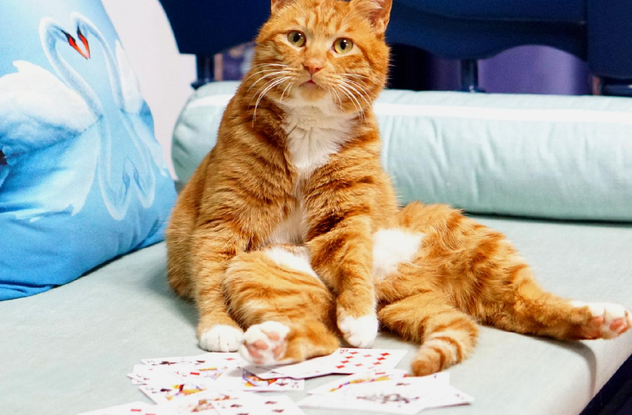 人可以和猫打扑克吗