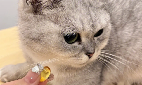 鱼油可以喂猫吗