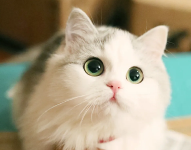 怎么刺激猫排尿?不清楚的来了解下吧 怎么刺激猫排尿?不清楚的来了解下吧