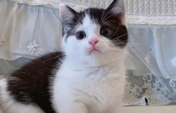 黑白矮脚猫多少钱