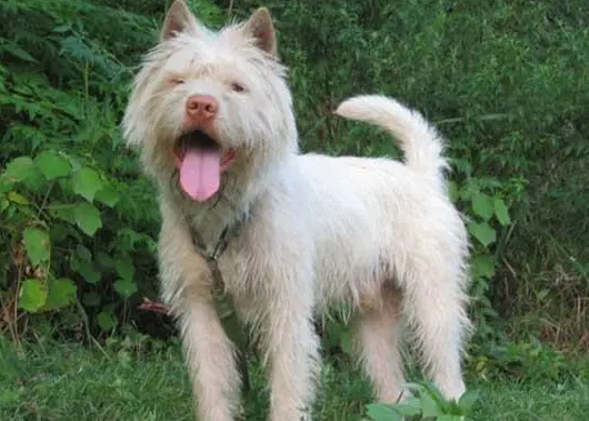 下司犬适合家养吗？想养的来了解下吧