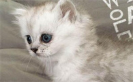 猫能吃辣的食物吗?喂养须知~